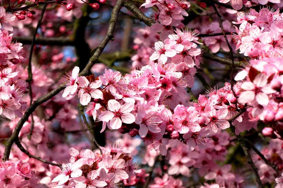 Blossomed almond tree