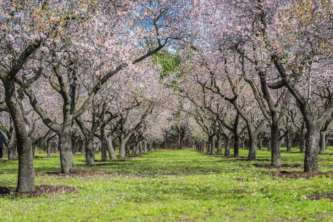Blossomed almond tree
