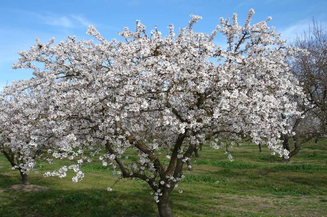 Spring in Cyprus