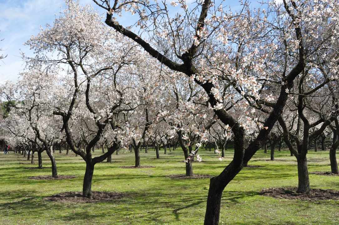 Limnatis: The village of almond trees