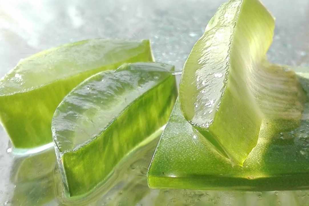 Aloe the miracle of nature
