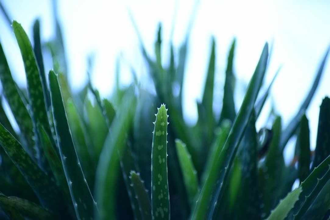 Aloe the miracle of nature