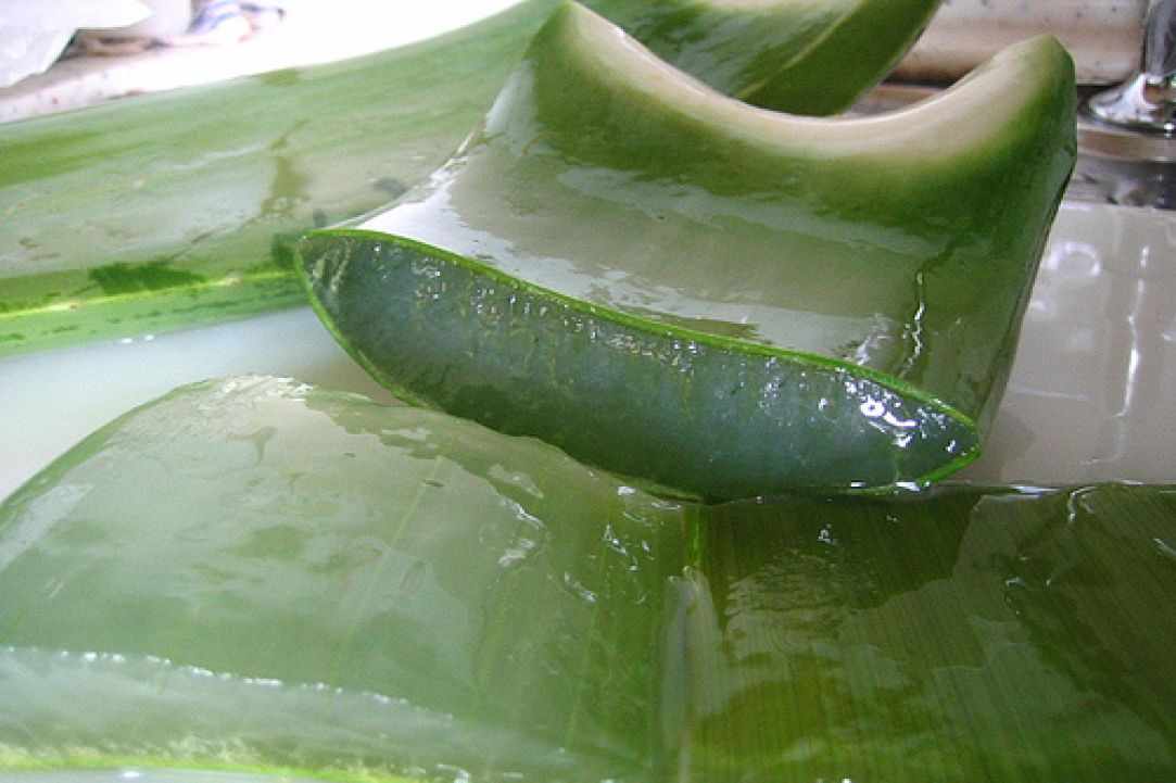 What scientists say about Aloe Vera?