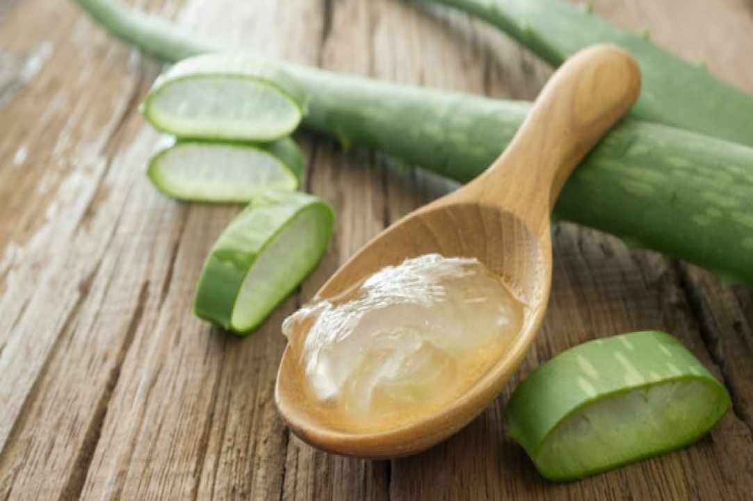 Aloe the miracle of nature