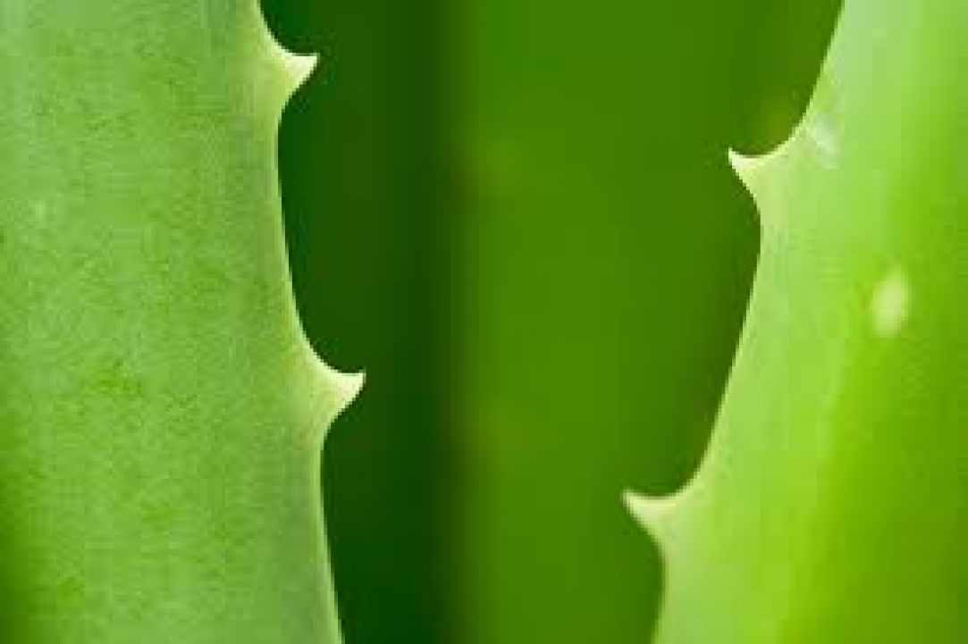 What scientists say about Aloe Vera?
