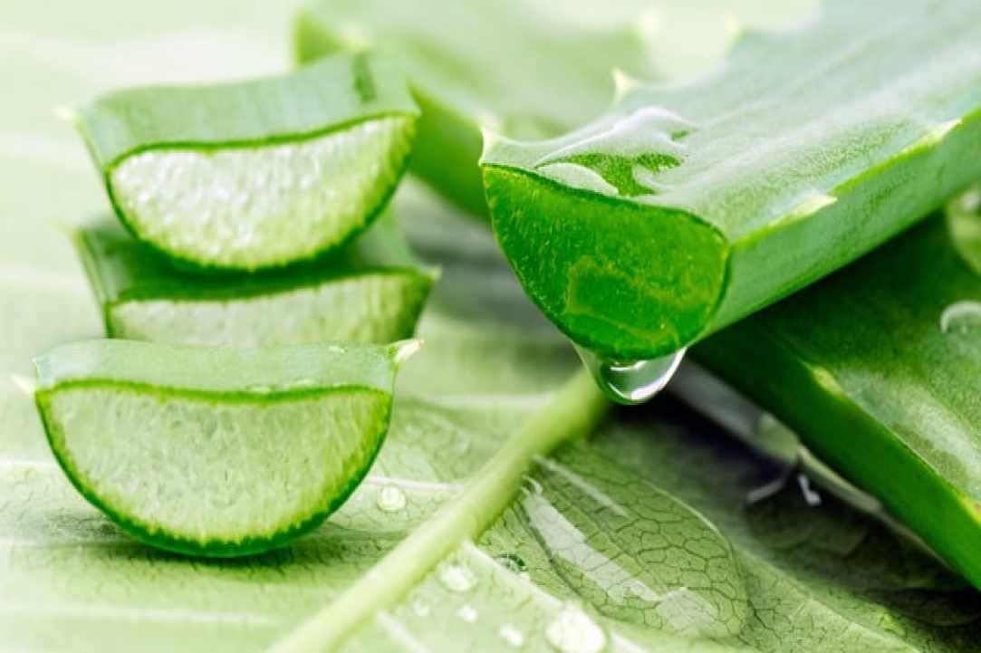 Aloe the miracle of nature