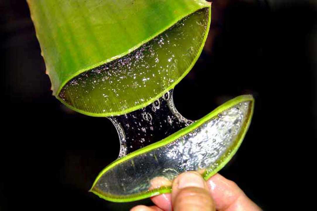 Aloe the miracle of nature