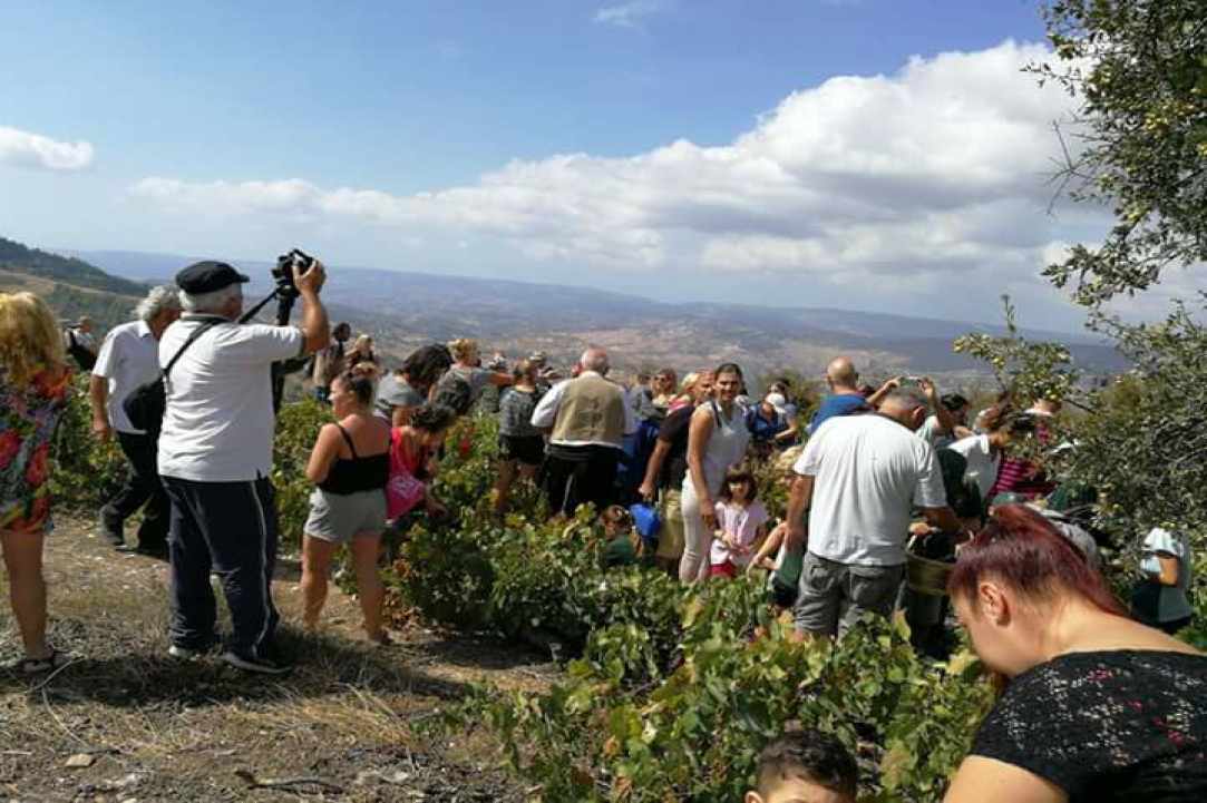 2nd Vine Harvest Festival of Panagia village