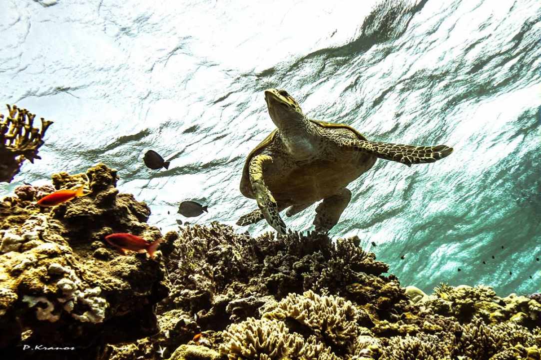 PADI Women's Dive Day 2017