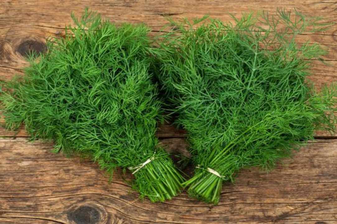 Τα πιο Δημοφιλή Βότανα και Μυρωδικά