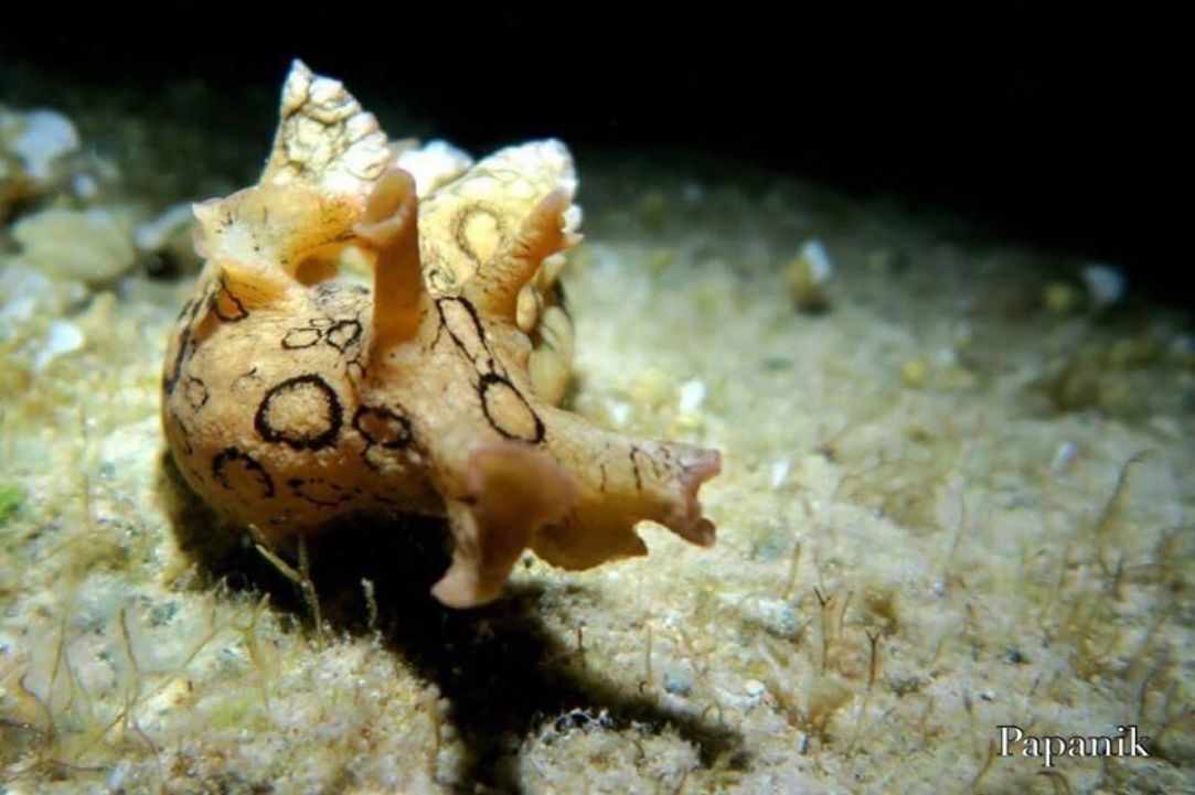 Marine Life in Cyprus