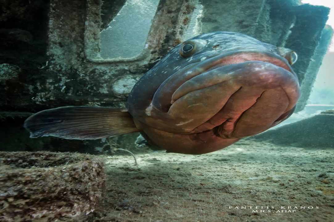 Constandis wreck dive
