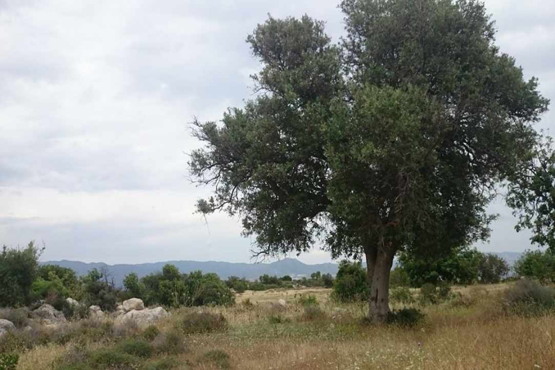 Αρμενοχώρι Λεμεσού