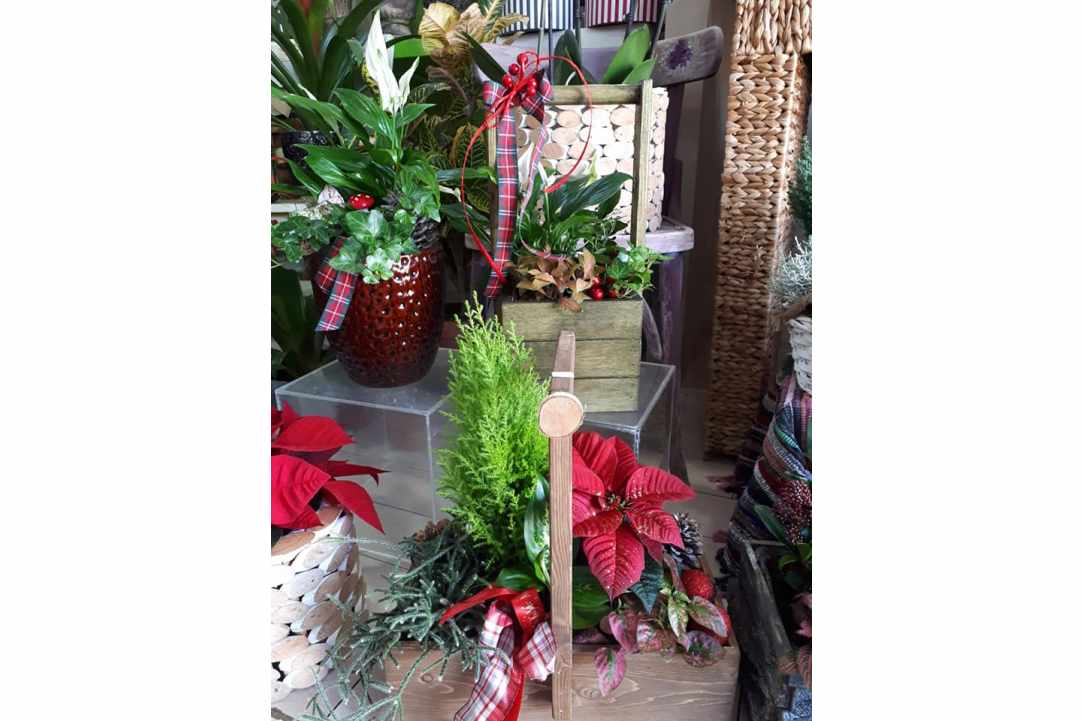 Interview with the owners of Arocaria Flower Shop in Ayia Napa