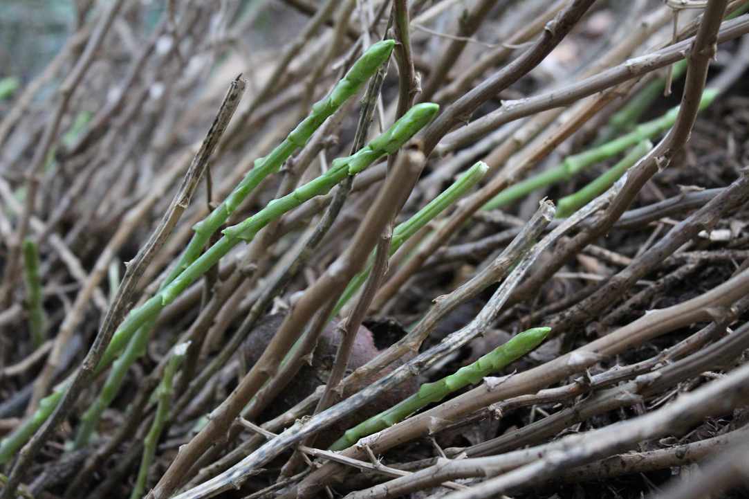 Cypriot Asparagus (Agrelia)