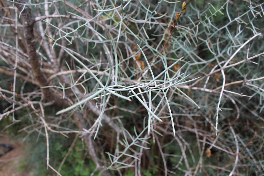 Cypriot Asparagus (Agrelia)