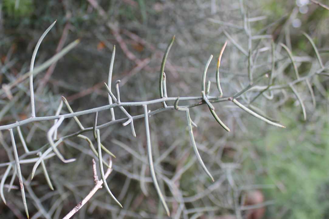 Cypriot Asparagus (Agrelia)