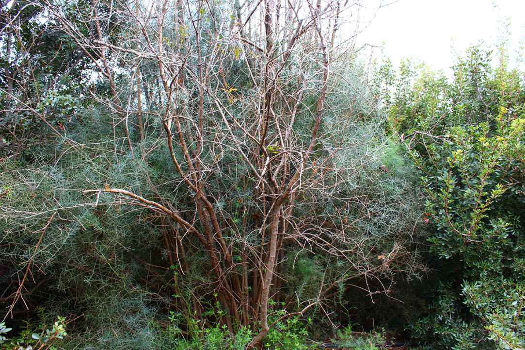 Cypriot Asparagus (Agrelia)