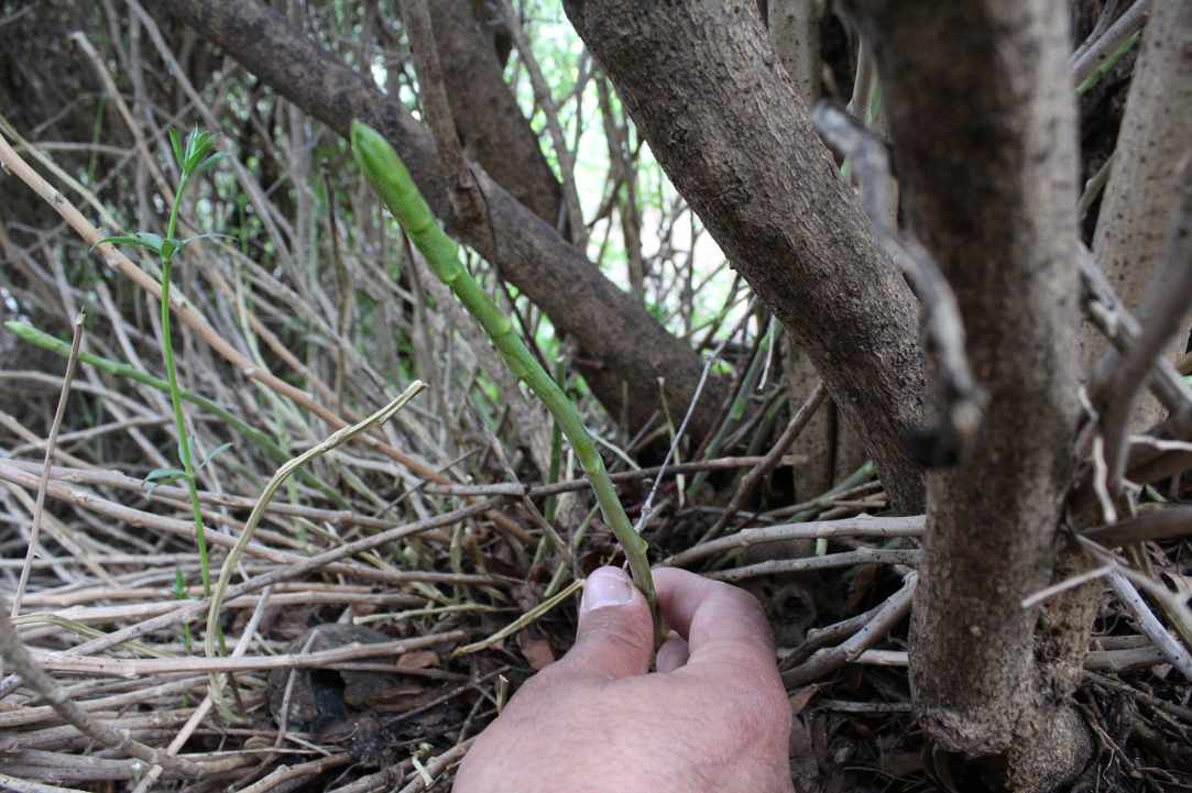 Cypriot Asparagus (Agrelia)