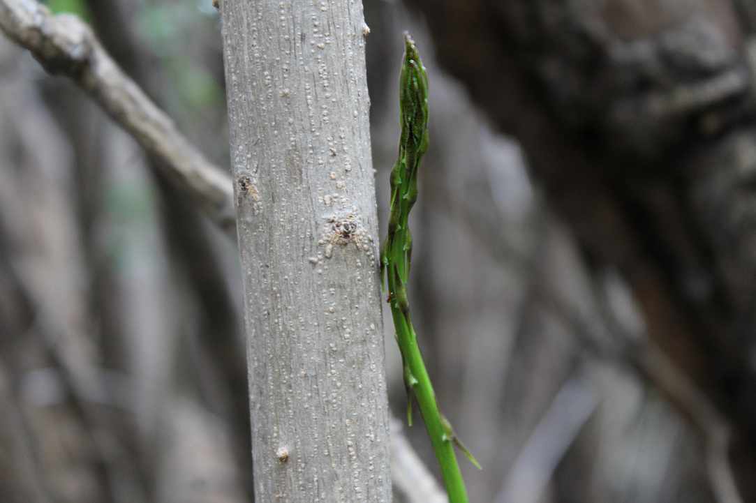 Cypriot Asparagus (Agrelia)