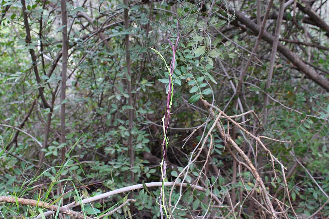 Cypriot Asparagus (Agrelia)