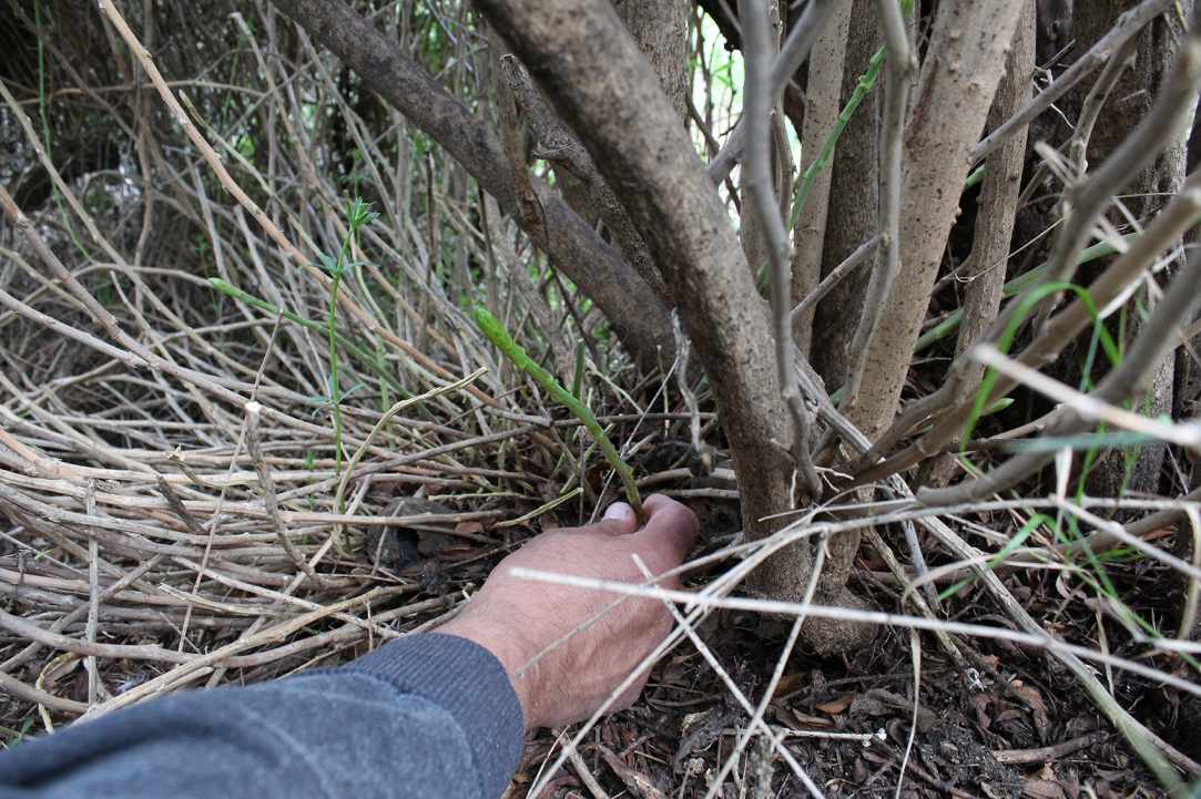 Cypriot Asparagus (Agrelia)