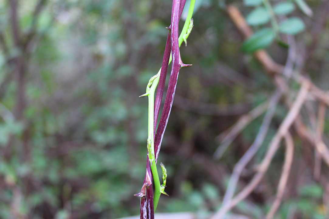 Cypriot Asparagus (Agrelia)