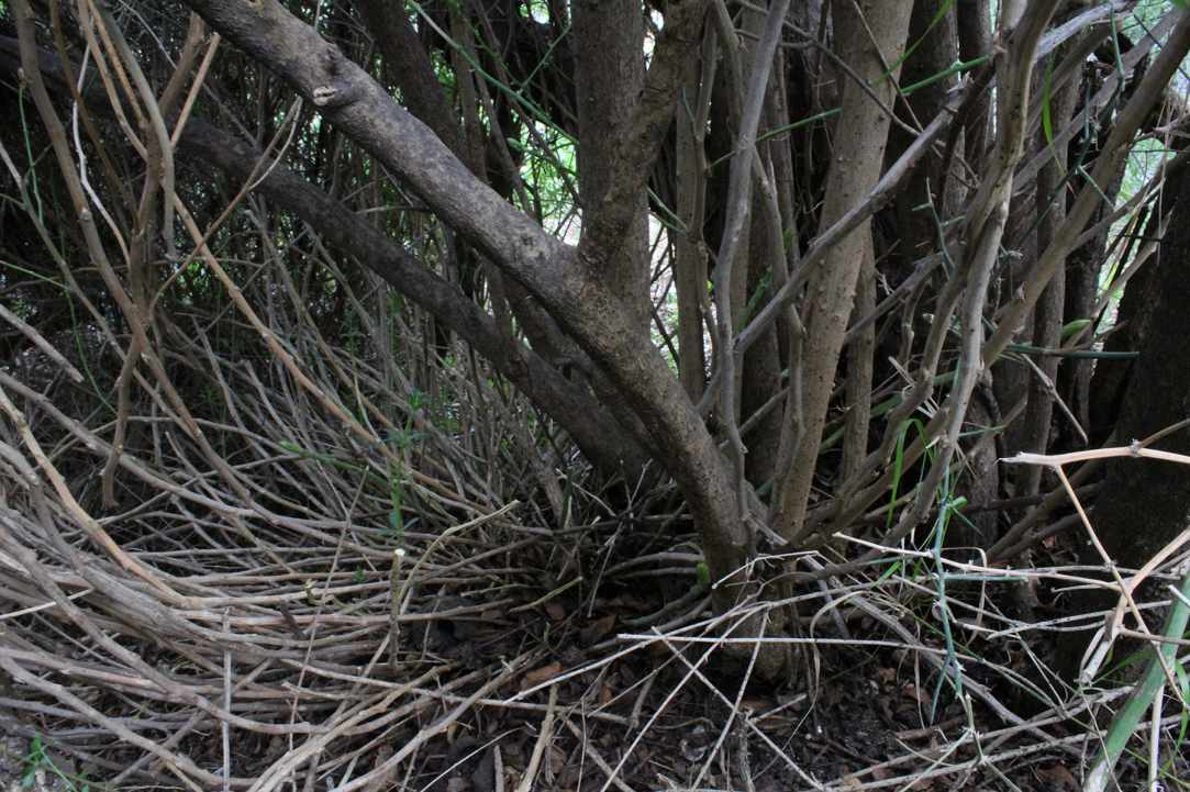 Cypriot Asparagus (Agrelia)