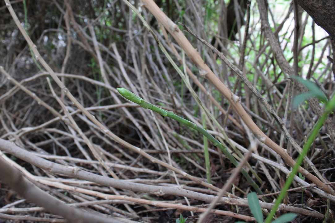 Cypriot Asparagus (Agrelia)