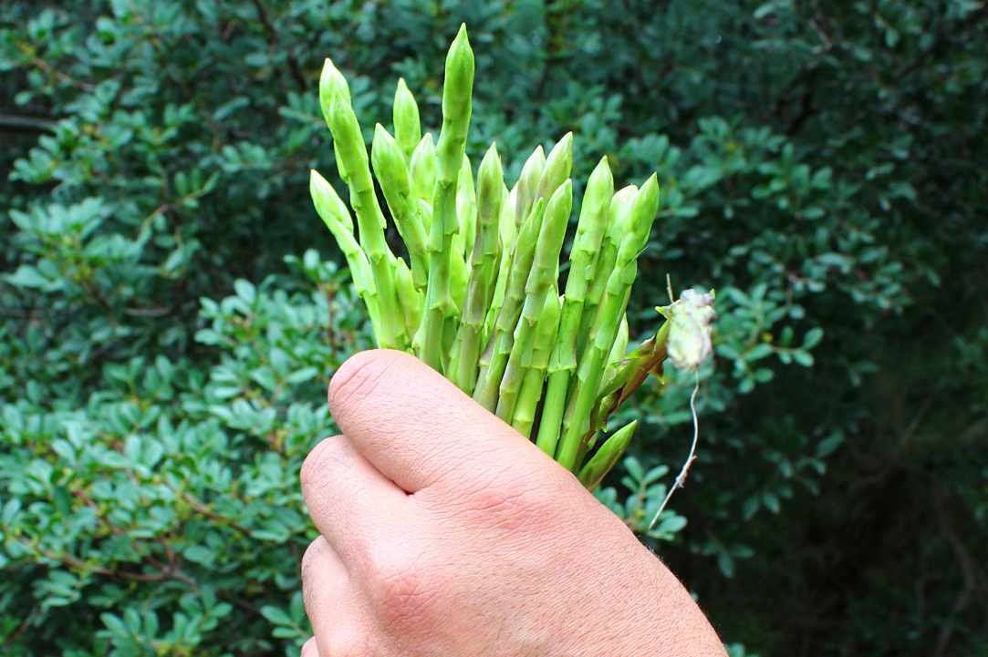 Cypriot Asparagus (Agrelia)