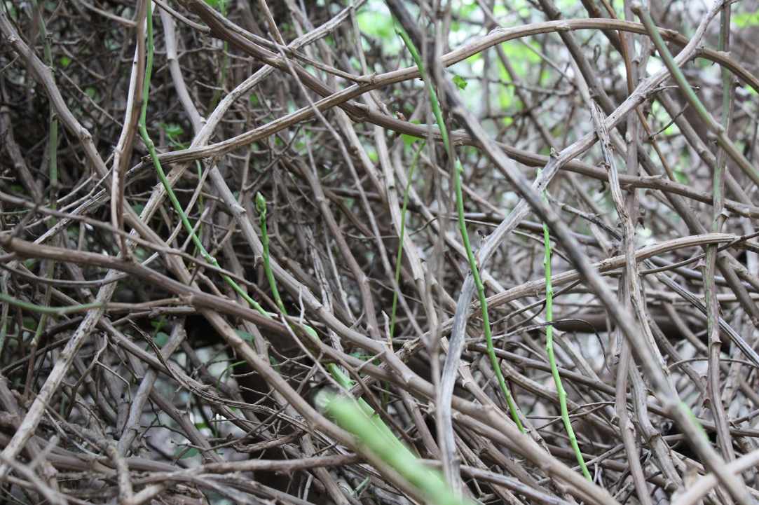 Cypriot Asparagus (Agrelia)