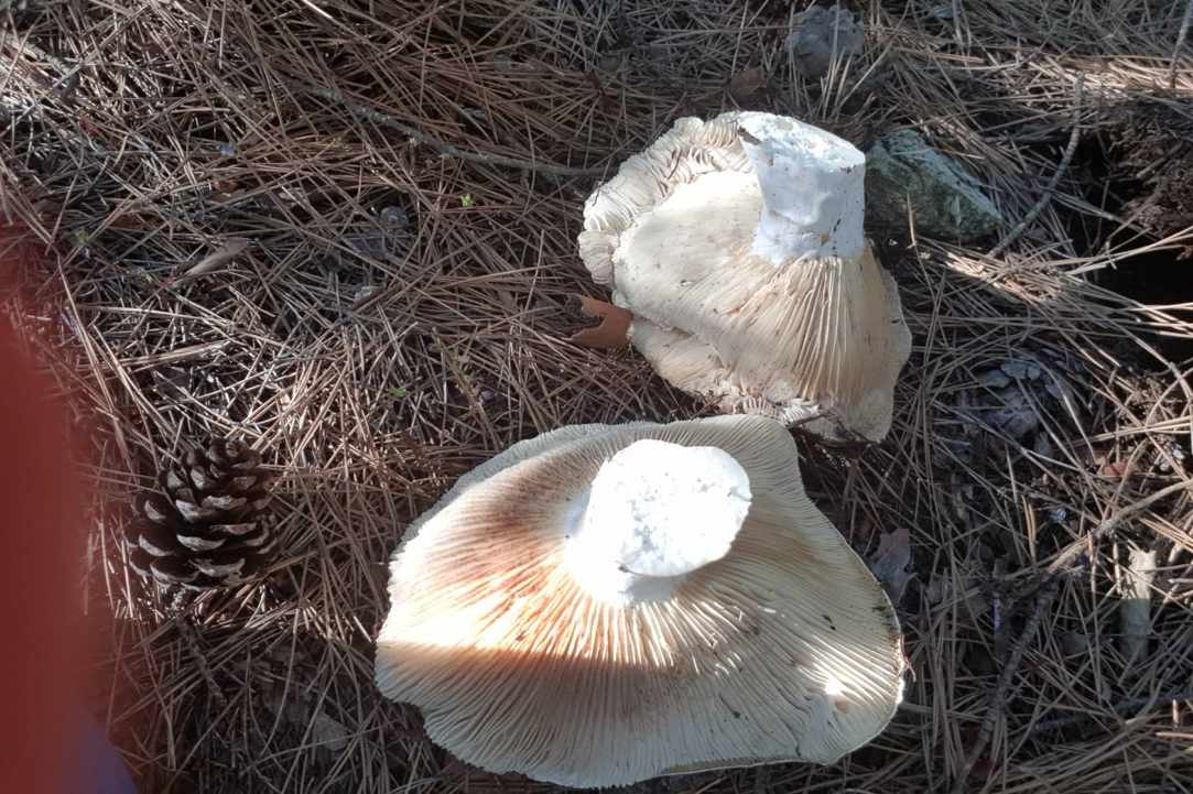 Άσπρα μανιτάρια καλοκαιριάτικα gallery image 1