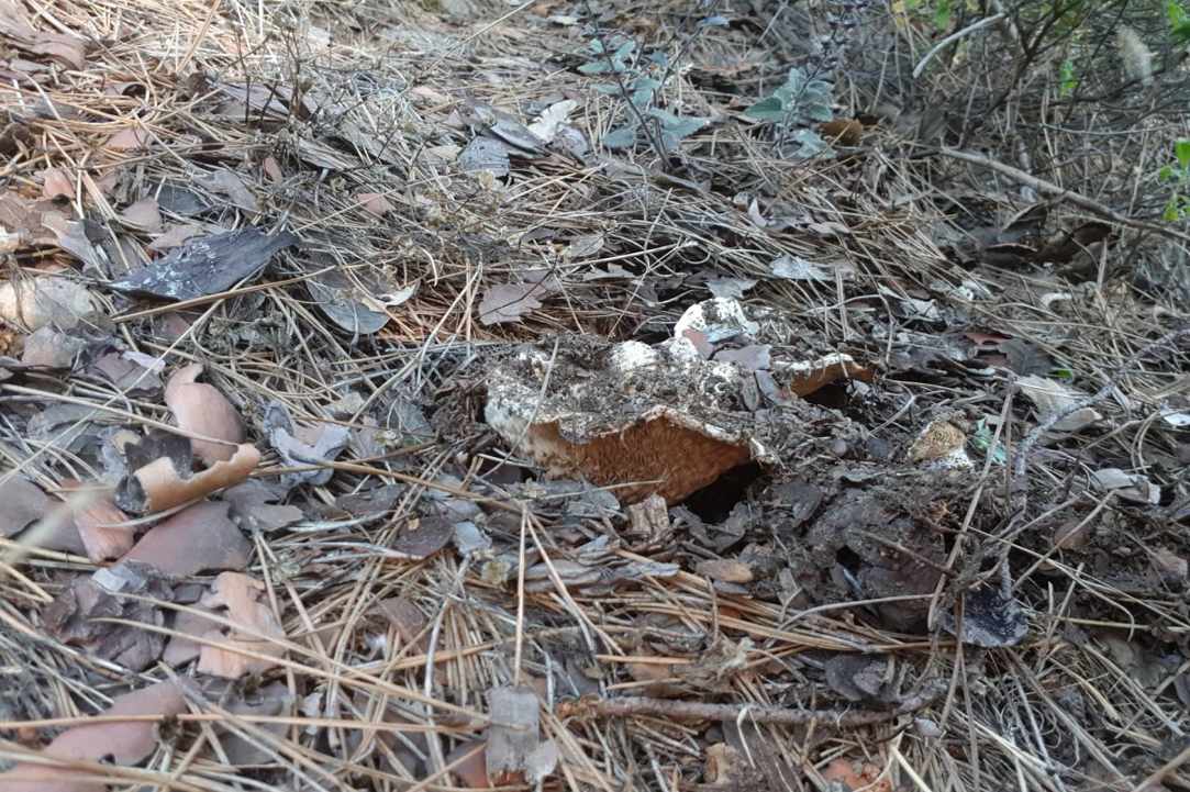 Άσπρα μανιτάρια καλοκαιριάτικα gallery image 4