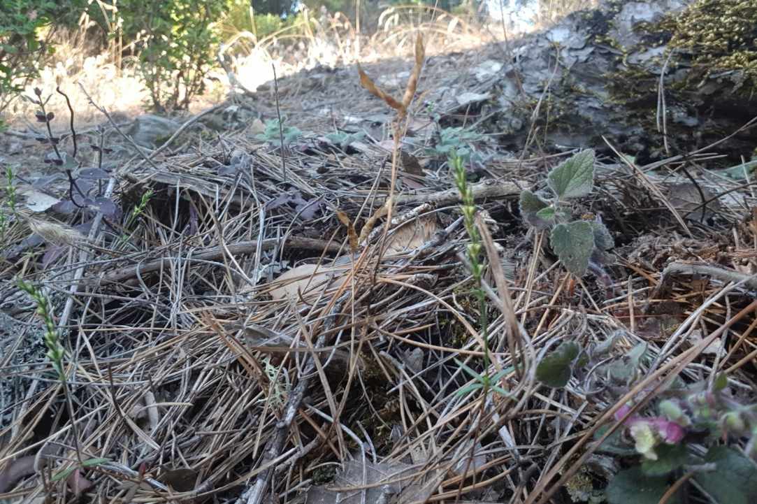 Άσπρα μανιτάρια καλοκαιριάτικα gallery image 3