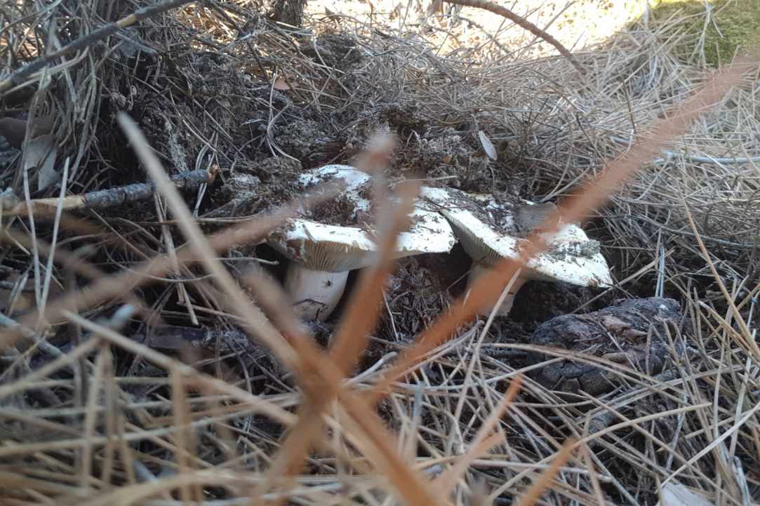 Άσπρα μανιτάρια καλοκαιριάτικα gallery image 5
