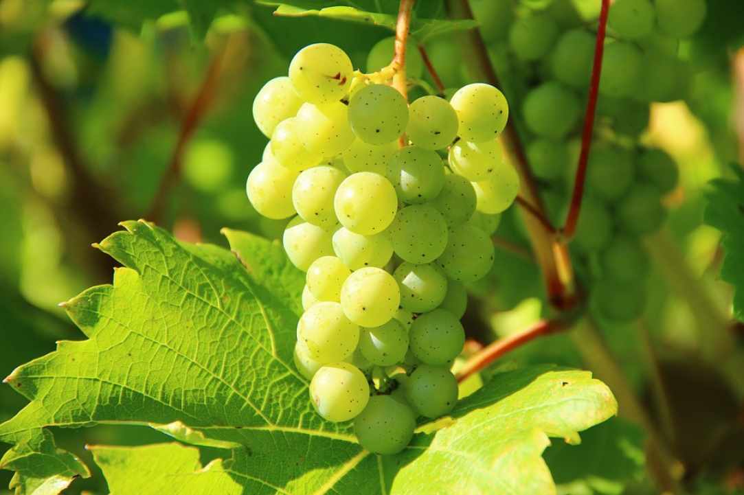 2nd Vine Harvest Festival of Panagia village