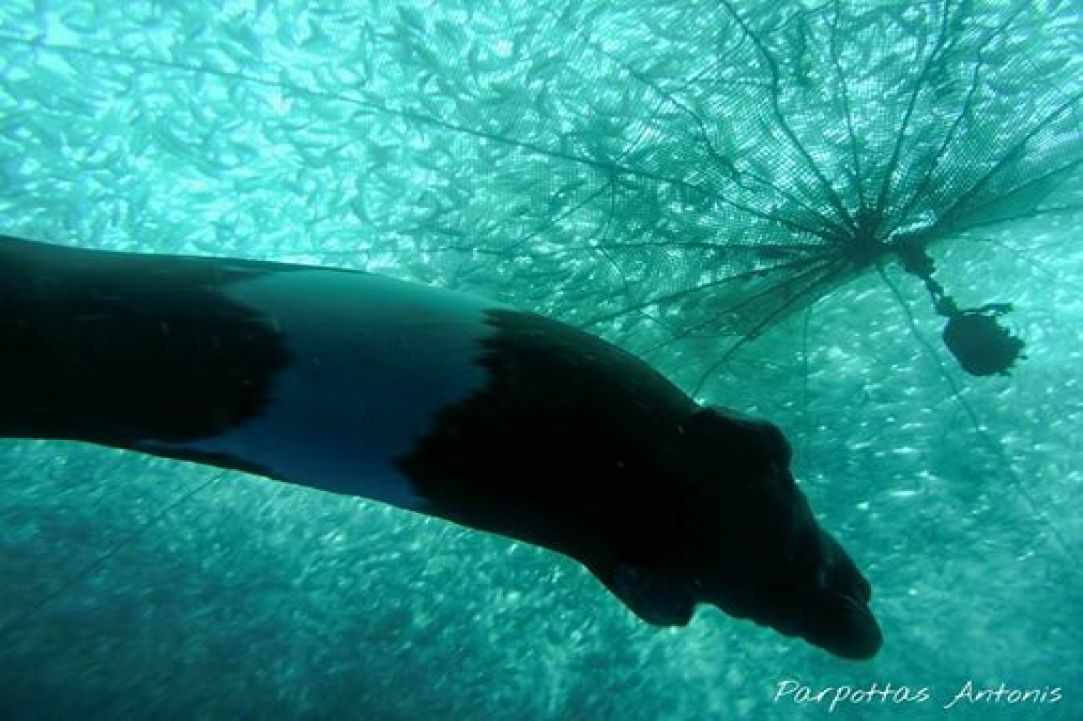 Seal in Cyprus?