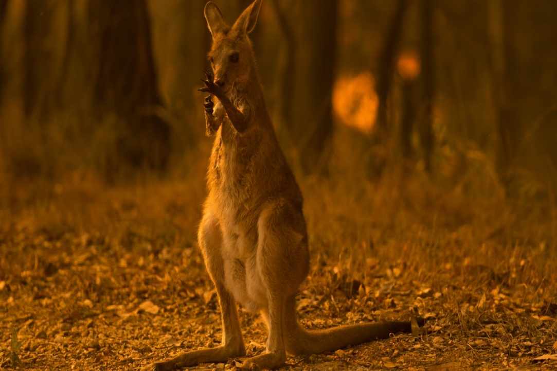 Fundraiser for Australia's Zoo Wildlife Warriors gallery image 5
