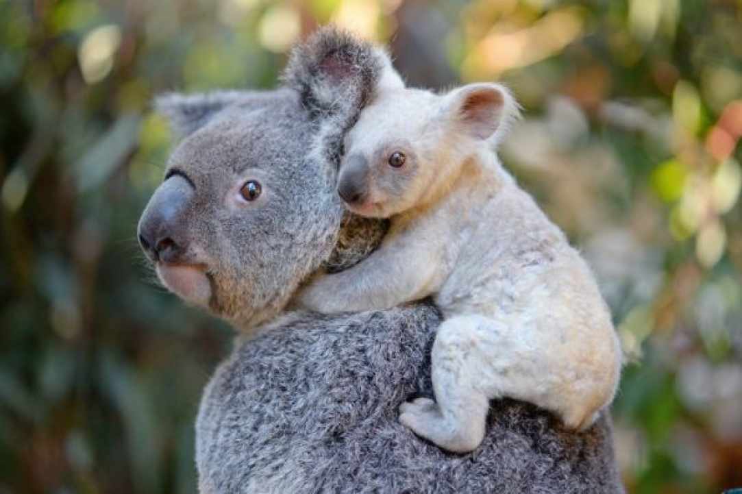 Fundraiser for Australia's Zoo Wildlife Warriors