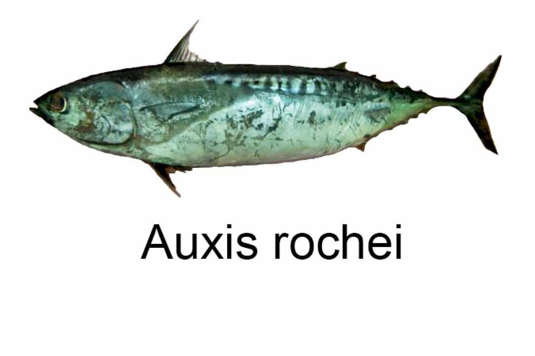 Angling for Alalunga - Albacore Tuna in Cyprus