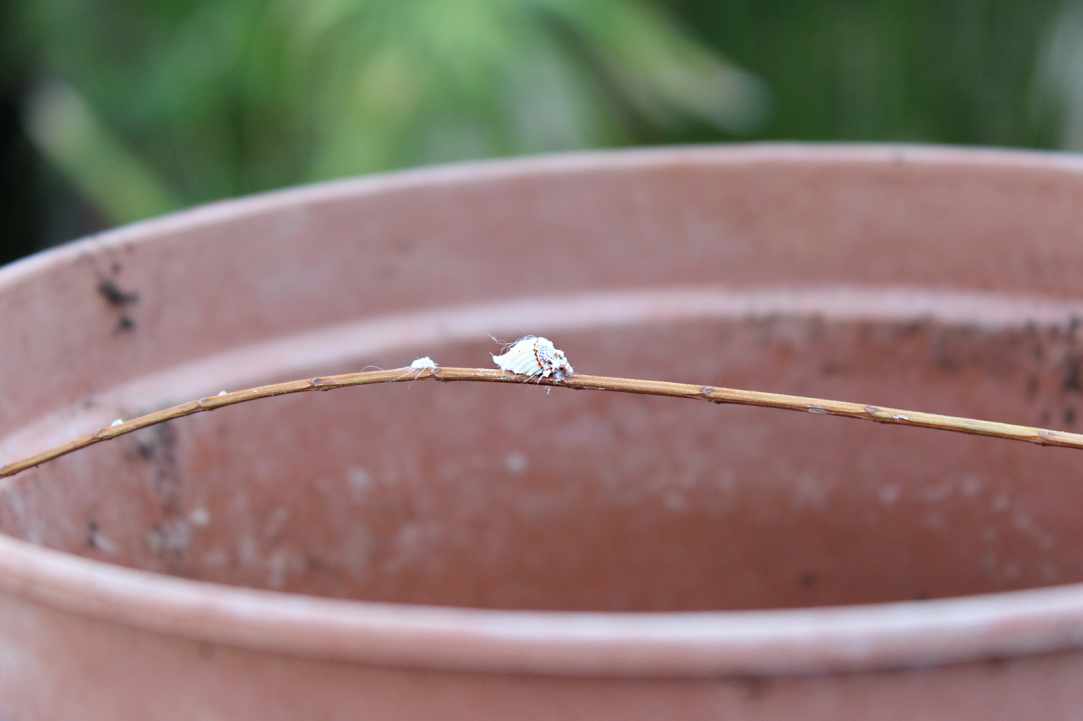 Ψευδόκοκκος ή βαμβακάδα ή βαμβακίαση των εσπεριδοειδών