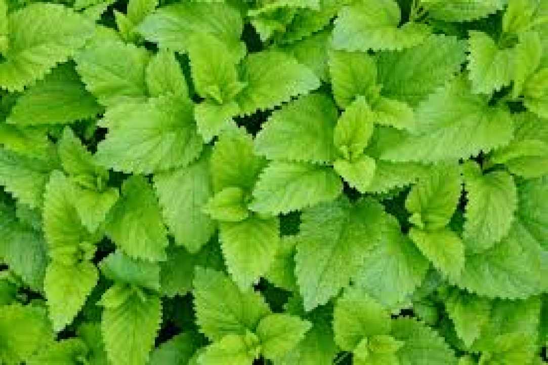 Herbs and Spices of Cyprus - more than 600 different types exist in Cyprus