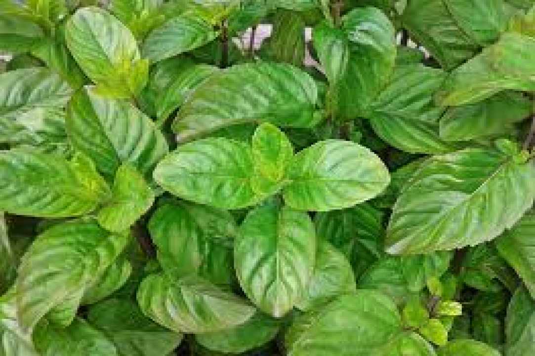 Herbs and Spices of Cyprus - more than 600 different types exist in Cyprus