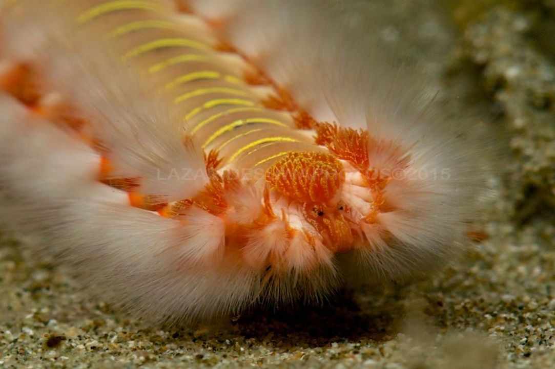 Marine Life in Cyprus