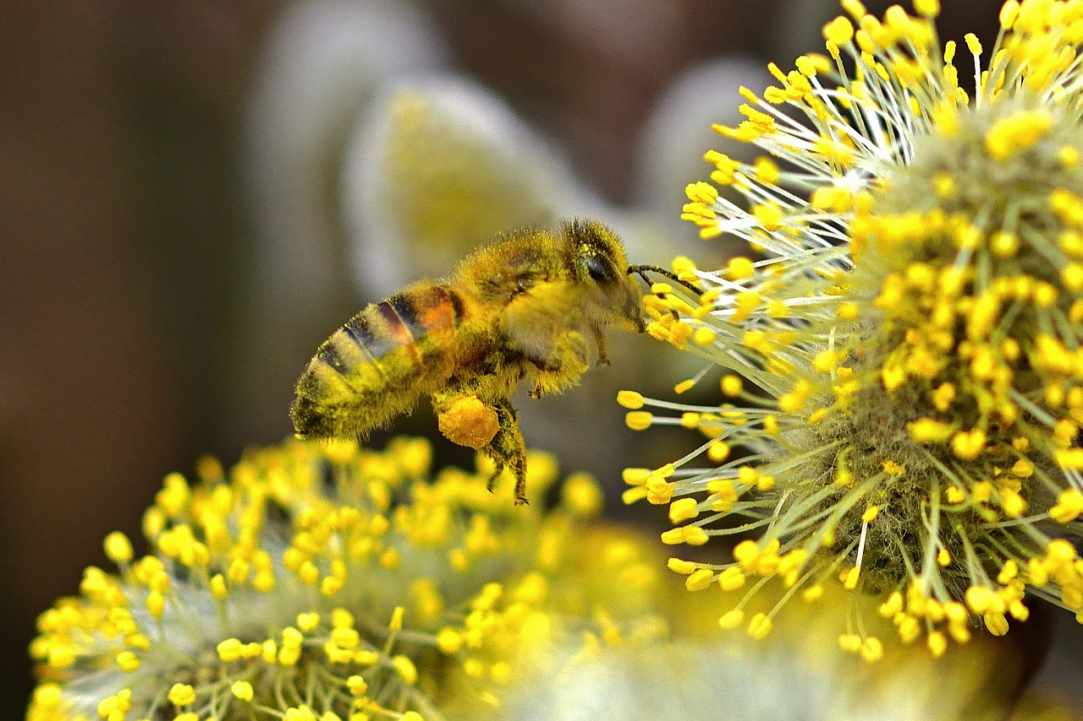 The bee's "bread" and its benefits