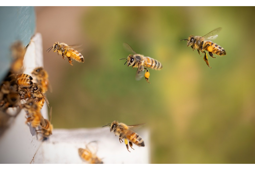Honey and Beekeeping Festival