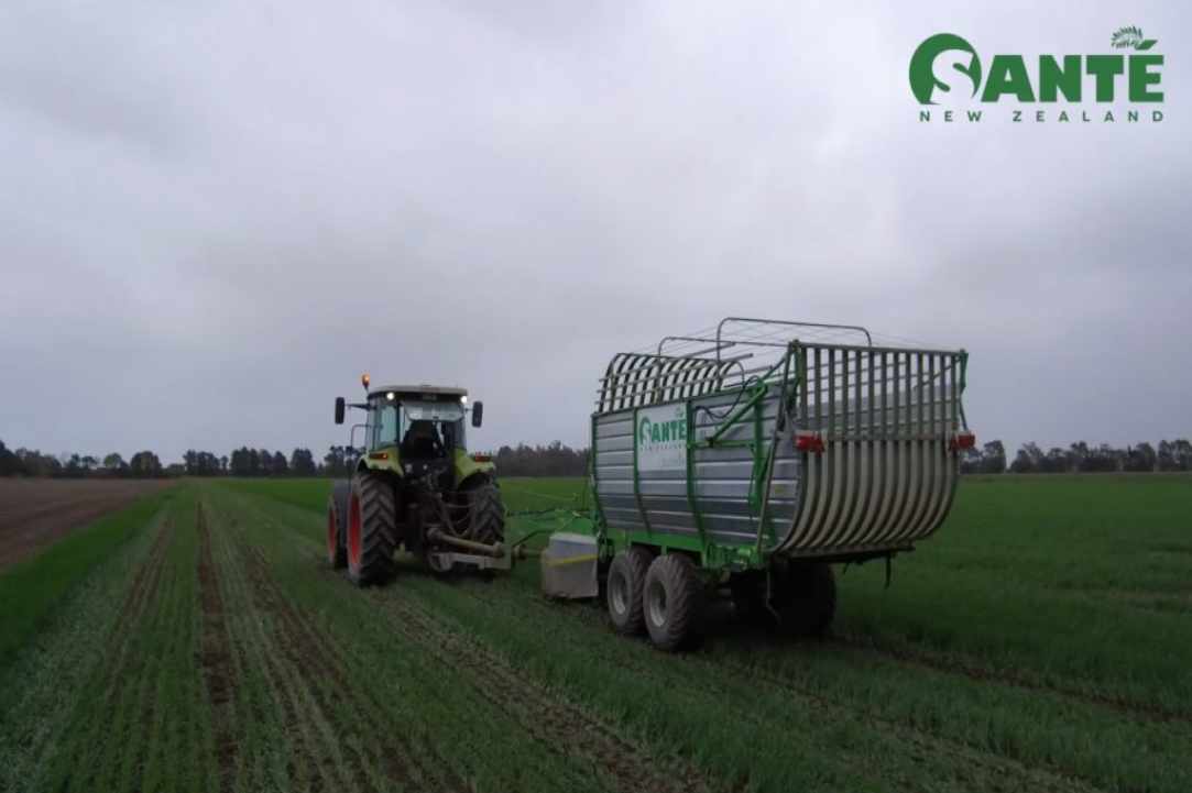 Organic Barley Grass  - the new Superfood now in Cyprus!