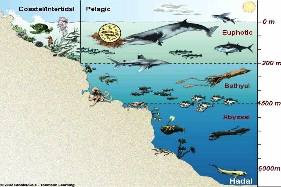 Πελαγική ζώνη και πελαγικά ψάρια