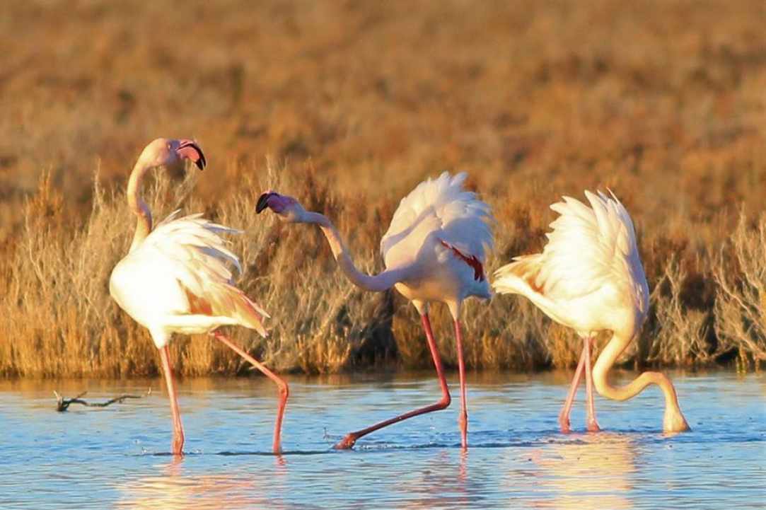 Akrotiri Marsh, a unique natural wetland within the Akrotiri Peninsula
