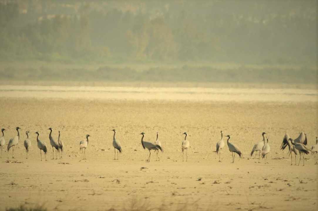 Akrotiri Marsh, a unique natural wetland within the Akrotiri Peninsula